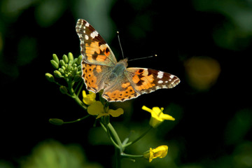 Blooming rapeseed field with Nymphalis butterfly