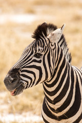 Obraz na płótnie Canvas Close up of a zebra, Etosha, Namibia, Africa