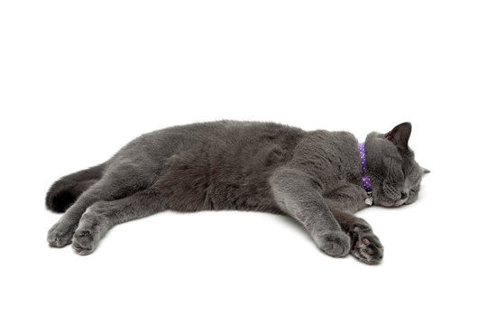 cat with purple collar on white background