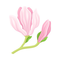 Unbudded and Half Bloomed Magnolia Flower with Green Stalk Vector Item