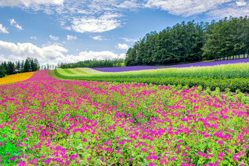 Colourful Flower Garden at Tomita Farm in Summer, Japan