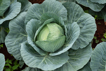 Obraz premium Cabbage planting field at harvesting stage, leafy agriculture