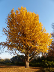 yellow ginkgo biloba tree in autumn