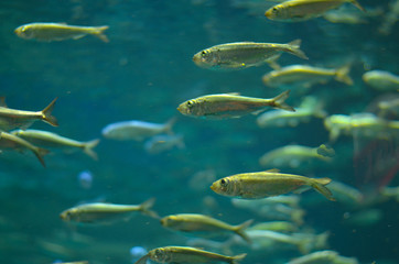 Deep sea fishes of various variety swimming around in large underwater tanks in aquarium. Coral of different colors can also be seen in the shot behind the thick plexi glass supporting high pressure