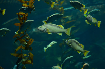 Naklejka premium Deep sea fishes of various variety swimming around in large underwater tanks in aquarium. Coral of different colors can also be seen in the shot behind the thick plexi glass supporting high pressure