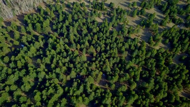 Flagstaff Arizona Aerial Drone Dolly Above Pine and Aspen Forest