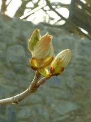 branch of tree in spring