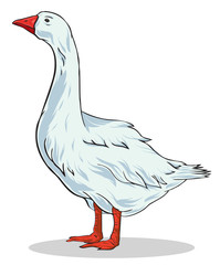 Colorful vector illustration of goose. Domestic fowl with transparent background