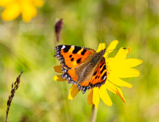 Macro of a small tortoiseshell (aglais urticae) butterfly on a arnica montana blossom with blurred bokeh background; complementary medicine healing through medicical plants concept