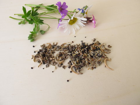 Bee friendly seed mixture and wildflowers for wild bees and other insects