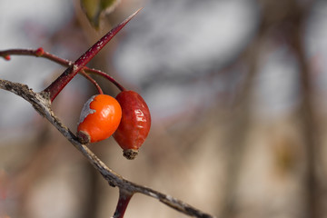 Fruits and leaves of ripe dogrose. Close-up