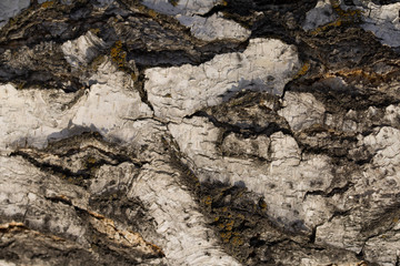 striped and cracked natural texture of russian birch bark