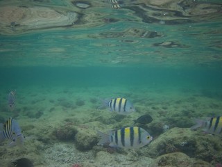 Beautiful tropical fish,  Marsa Alam, Egypt