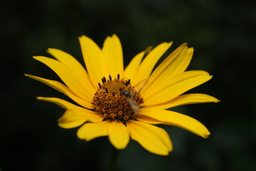 bee on yellow flower