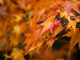 雨に色づくモミジ