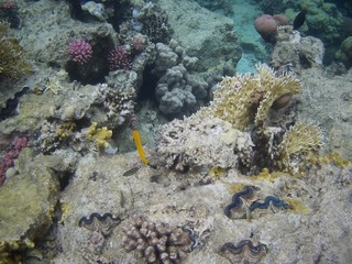 Beautiful tropical fish,  Marsa Alam, Egypt