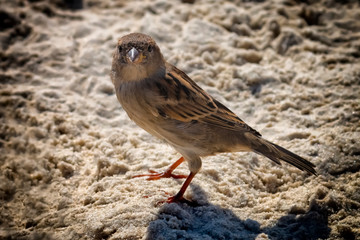 Sparrow close-up on the sand.