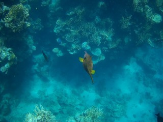Beautiful tropical fish,  Marsa Alam, Egypt