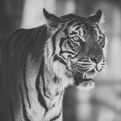 Sumatran Tiger