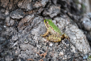 Frog standing on tree root. Preparing to jump. Their green color contrasts with the tree root.