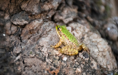 Frog standing on tree root. Preparing to jump. Their green color contrasts with the tree root.