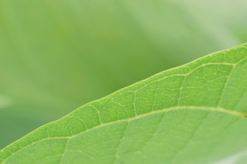 green leaf closed up beautiful natural texture