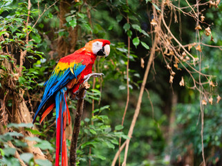 The scarlet macaw is regarded by many as the most beautiful member of the parrot family. İt is certainly the most colorful, with its large solid swatches of red, blue, and yellow. 