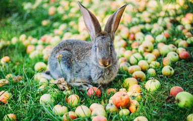 Rabbit eating apples in the grass in the garden.