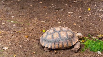 African turtle feeding on greenery in open field.