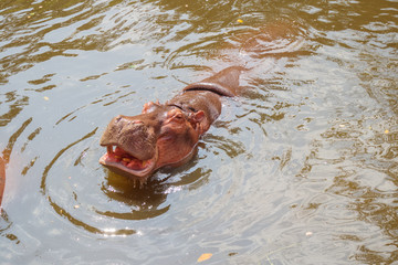 common hippopotamus (Hippopotamus amphibius) close up