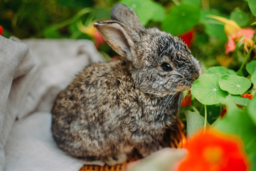 Little rabbit on green grass in summer day. Little dwarf rabbit sitting near flowers.