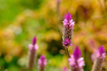 celosia argentea L. flower with dreamy background