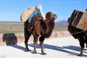 Camels carrying loads in Anatolia.
