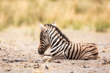 Close up of a cute baby zebra, Etosha, Namibia, Africa