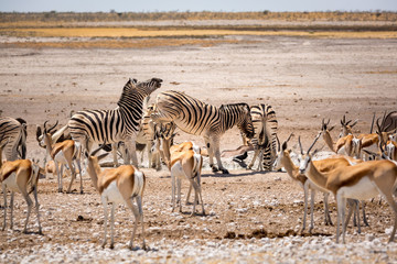 Zebra kicking another zebra, surrounded by springbok antelopes, Etosha, Namibia, Africa
