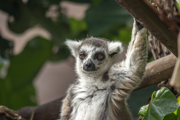 Ring-tailed lemur in a zoo in Hawaii 
