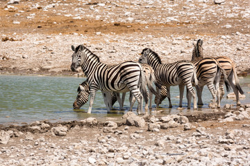 Fototapeta na wymiar A group of zebras standing at a waterhole, Etosha, Namibia, Africa