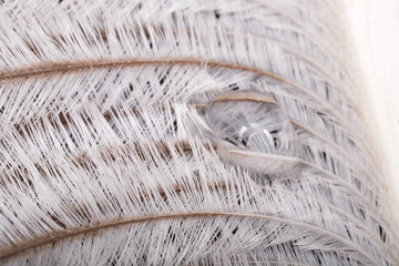original interesting abstract background with white-beige ostrich feathers in close-up