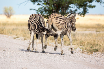 Fototapeta na wymiar Two fighting zebras, Etosha, Namibia, Africa