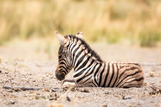 17 185 Best Baby Zebra Images Stock Photos Vectors Adobe Stock