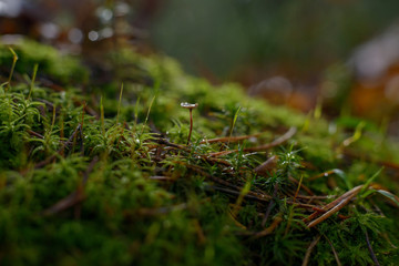 moss on tree