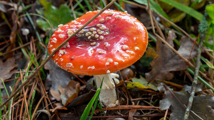 Red poison mushroom in the grass