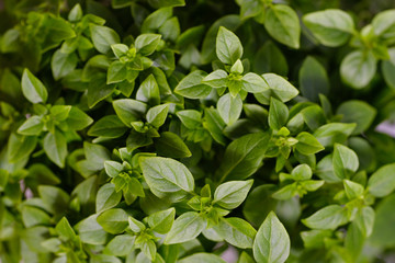 Bright green plant with small leaves in a pot in the interior. 