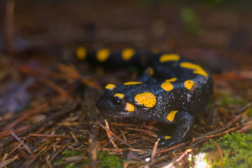 salamander closeup