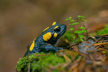 peek a boo, salamander peeking