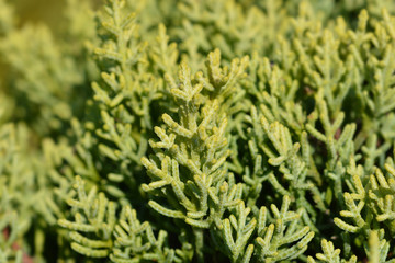 Monterey Cypress Goldcrest