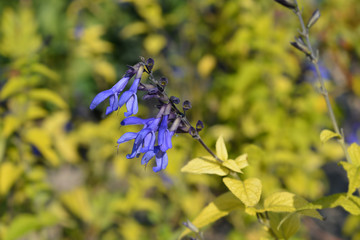 Anise-scented sage Black and Blue