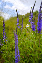 Beautiful summer landscape. Bright purple flowers on a background of green grass. 