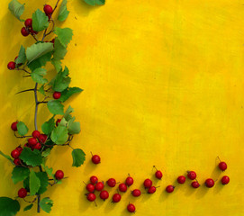 Christmas or Valentine's Day background with red sweet hawthorn berries on bright yellow background.
