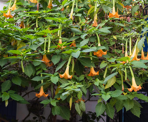 Angel's trumpet (Brugmansia Versicolor) flower. On the list of endangered plants.